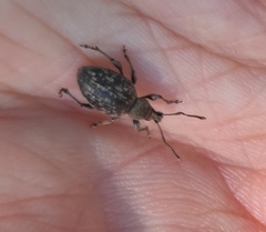 Otiorhynchus tristis