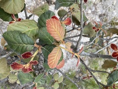 Quercus mcvaughii
