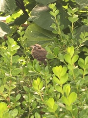 Pipilo erythrophthalmus