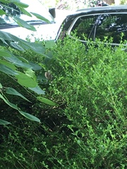 Pipilo erythrophthalmus