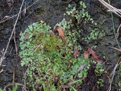 Marchantia paleacea