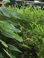 Pipilo erythrophthalmus