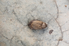 Scotophilus leucogaster
