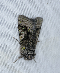 Behrensia conchiformis