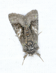 Behrensia conchiformis