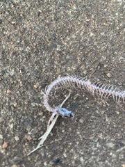 Coluber constrictor