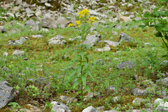 Erysimum aureum