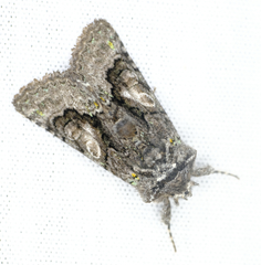 Behrensia conchiformis