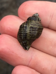 Acanthinucella spirata