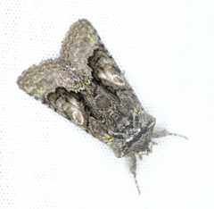 Behrensia conchiformis