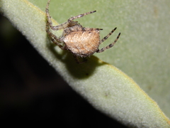 Pararaneus cyrtoscapus