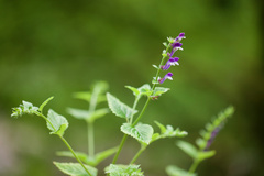 Scutellaria altissima