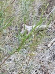 Bupleurum fruticescens