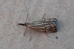 Chrysocrambus