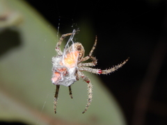 Pararaneus cyrtoscapus