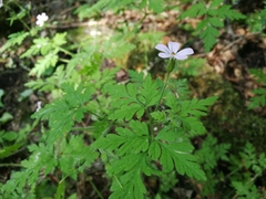 Geranium robertianum