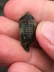 Acanthinucella spirata