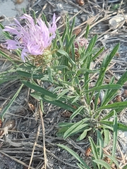 Centaurea linifolia