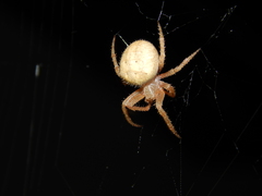 Pararaneus cyrtoscapus