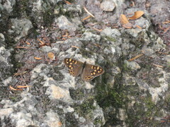 Pararge aegeria
