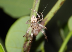 Pararaneus cyrtoscapus