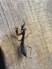 Pseudomiopteryx infuscata