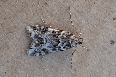 Eudonia lineola