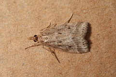 Eudonia pallida