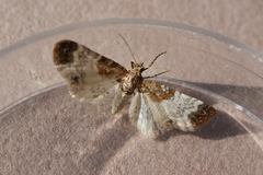 Eupithecia breviculata