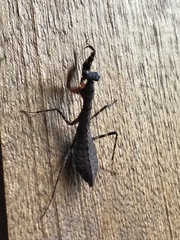 Pseudomiopteryx infuscata