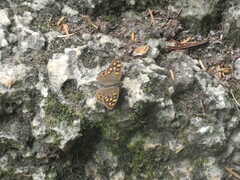 Pararge aegeria