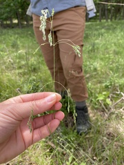 Poa saltuensis