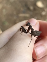 Pseudomiopteryx infuscata