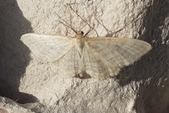 Idaea macilentaria