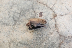 Scotophilus leucogaster