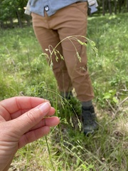 Poa saltuensis