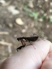 Pseudomiopteryx infuscata