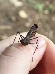 Pseudomiopteryx infuscata