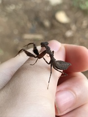 Pseudomiopteryx infuscata