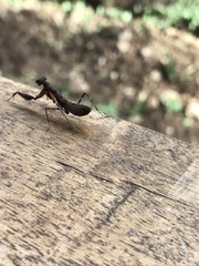 Pseudomiopteryx infuscata