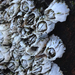 Sessile Barnacles - Photo (c) Tyler Christensen, some rights reserved (CC BY-NC), uploaded by Tyler Christensen