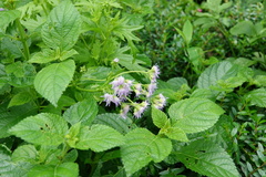 Conoclinium dissectum