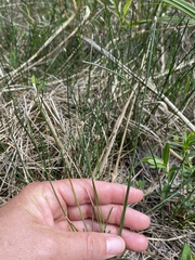 Eleocharis melanocarpa