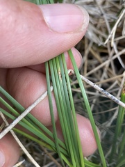 Eleocharis melanocarpa