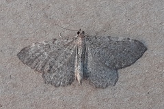 Philereme vetulata