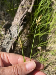 Carex siccata
