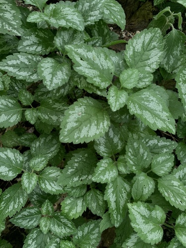 Geltonžiedis šalmutis nuotrauka