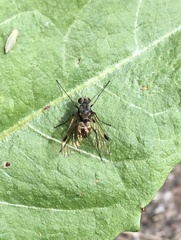 Chrysopilus erythrophthalmus