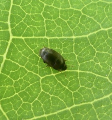 Brachypterolus