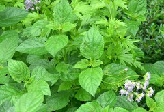 Conoclinium dissectum